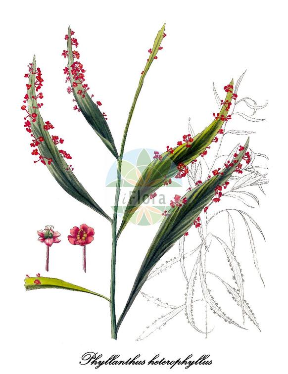 Phyllanthus heterophyllus