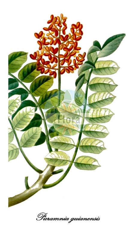 Picramnia guianensis