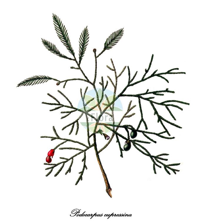 Podocarpus cupressina