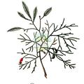 Podocarpus cupressina