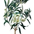 Sundacarpus amarus
