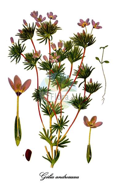 Gilia androsacea