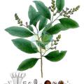 Diclidanthera laurifolia