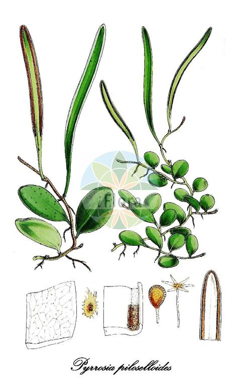 Pyrrosia piloselloides