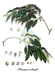 Putranjivaceae