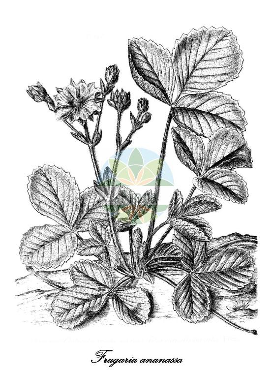 Fragaria ananassa
