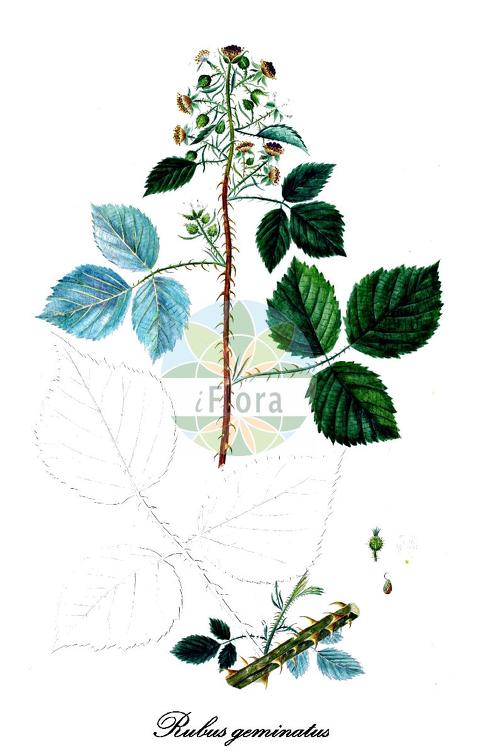 Rubus geminatus