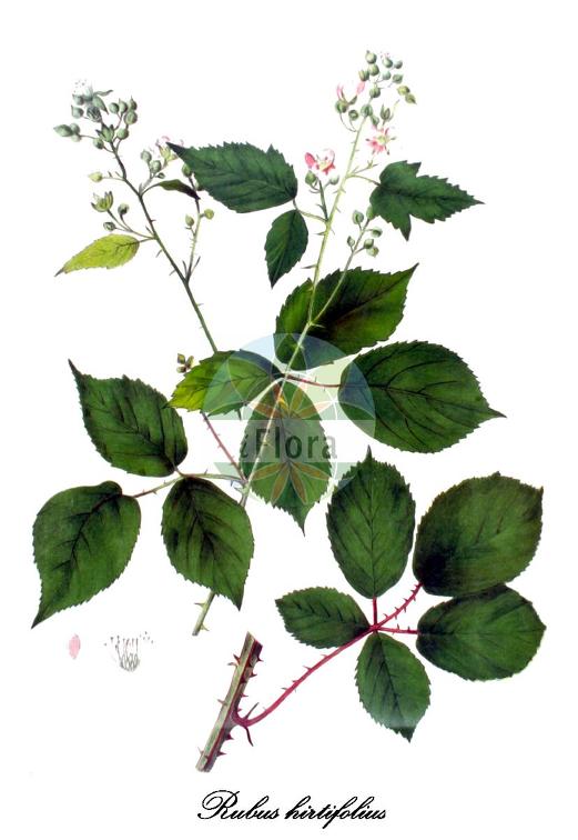 Rubus hirtifolius