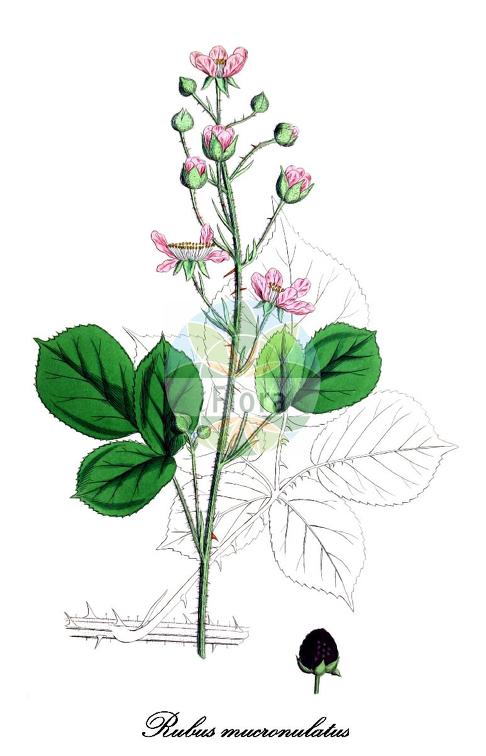 Rubus mucronulatus