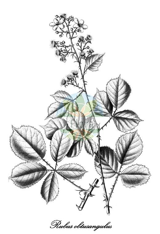 Rubus obtusangulus