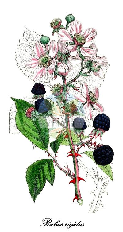 Rubus rigidus