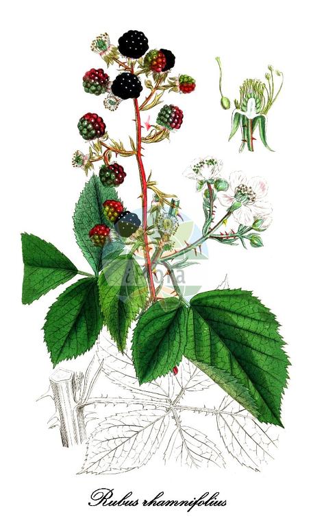 Rubus rhamnifolius