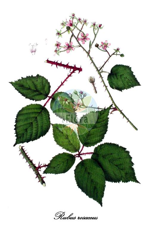 Rubus rosaceus