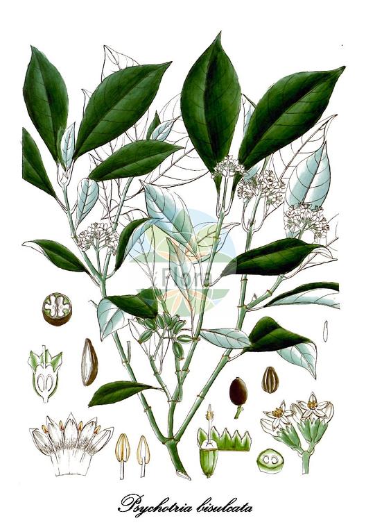 Psychotria bisulcata