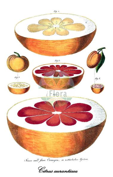Citrus aurantiaca