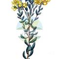 Haplophyllum linifolium