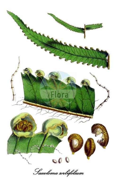 Saccoloma sorbifolium