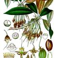 Madhuca longifolia