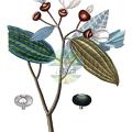 Sarcolaena grandiflora