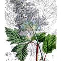 Rodgersia podophylla
