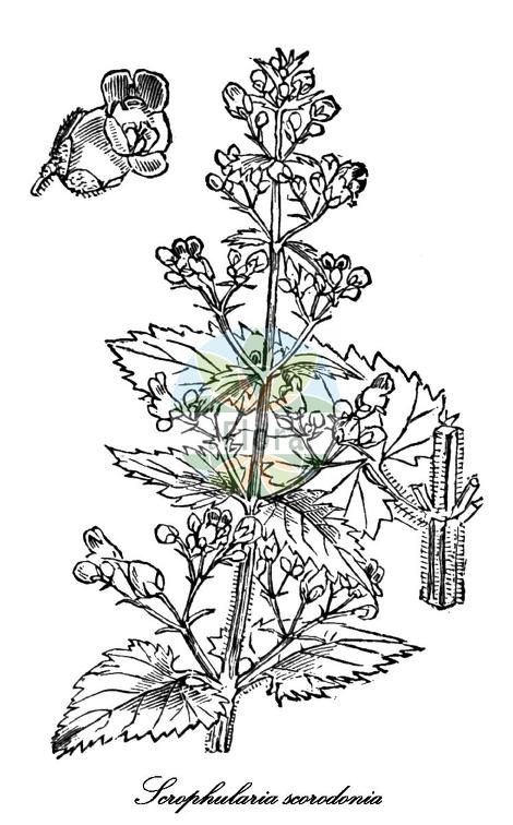 Scrophularia scorodonia