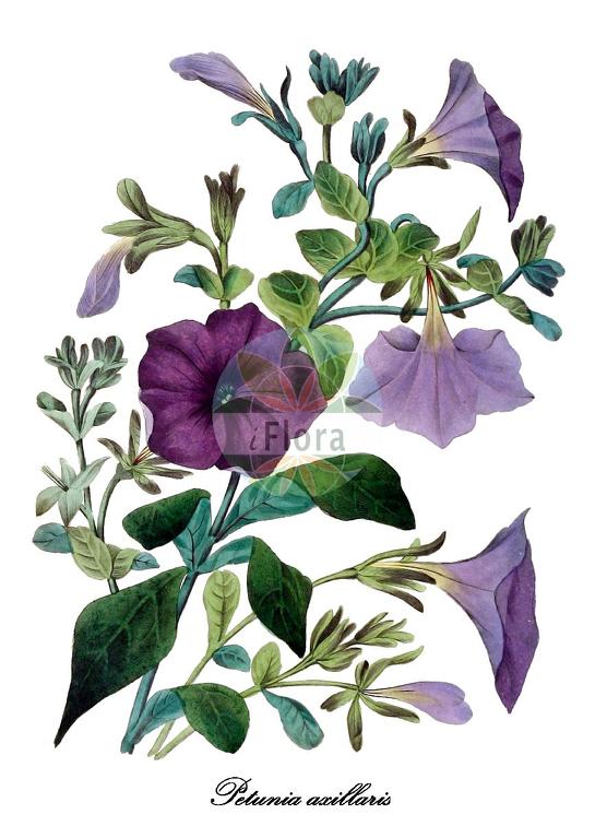 Petunia axillaris