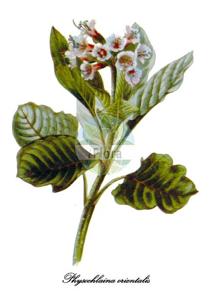 Physochlaina orientalis