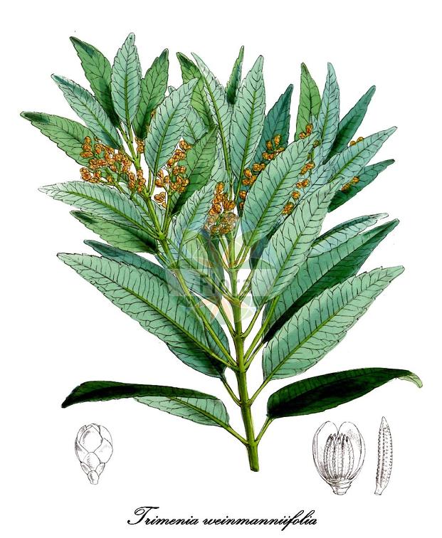 Trimenia weinmanniifolia