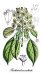 Trochodendraceae