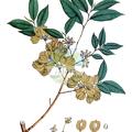 Ulmus lanceifolia
