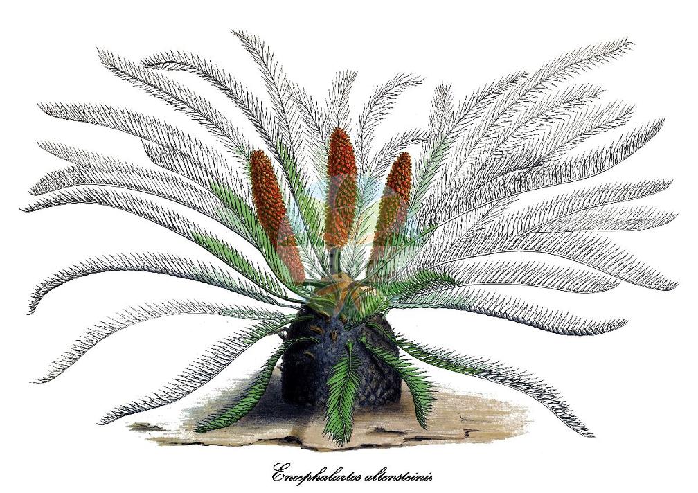 Encephalartos altensteinii