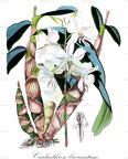 Caularthron bicornutum Historische Abbildung von Caularthron bicornutum - Orchidaceae | Historical Illustration of Caularth... Caularthron bicornutum